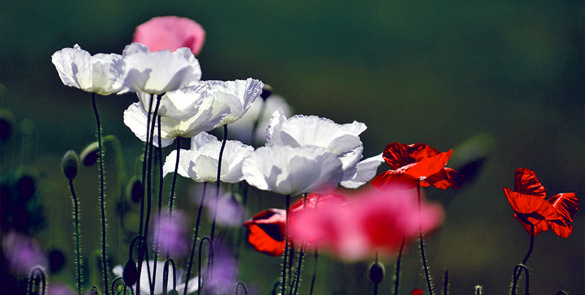 仙樱湖公园_比斯特苏州购物村（奕欧来）